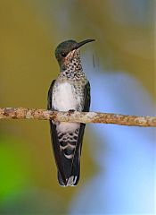 White-necked Jacobin